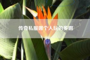传奇私服哪个人玩的多啊