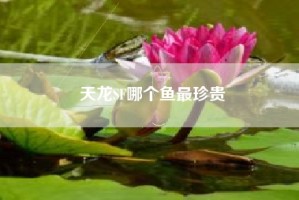 天龙SF哪个鱼最珍贵