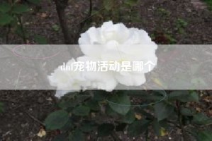 dnf宠物活动是哪个