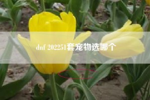 dnf 202251套宠物选哪个