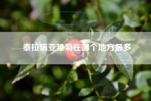 泰拉瑞亚雏菊在哪个地方最多