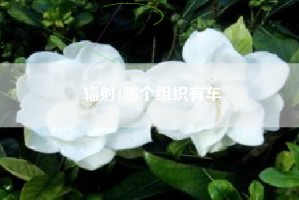 辐射4哪个组织有车