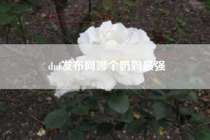 dnf发布网哪个奶妈最强