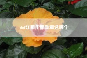 dnf红眼华丽勋章选哪个