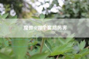 魔兽SF哪个套路厉害
