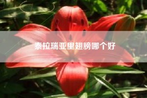 泰拉瑞亚里翅膀哪个好