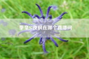拳皇97夜枫在哪个直播间