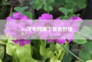 dnf发布网哪个是假野猪