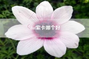 dnf紫卡哪个好