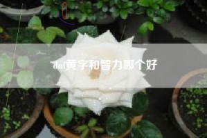dnf黄字和智力哪个好